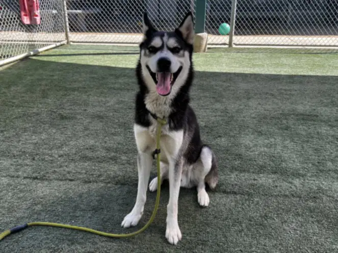 Oreo - Siberian Husky
