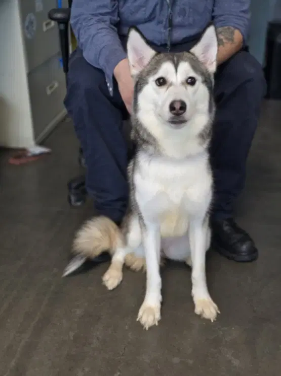 Cindy - Siberian Husky