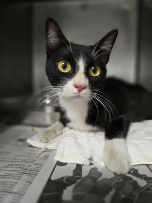 Tammy - Domestic Short Hair