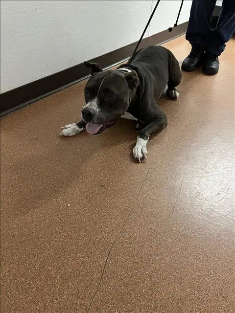 Benihana - American Staffordshire Terrier