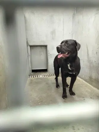 Tyson - Labrador Retriever