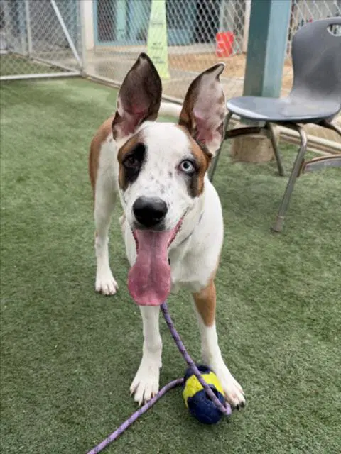 Max - Pit Bull Terrier