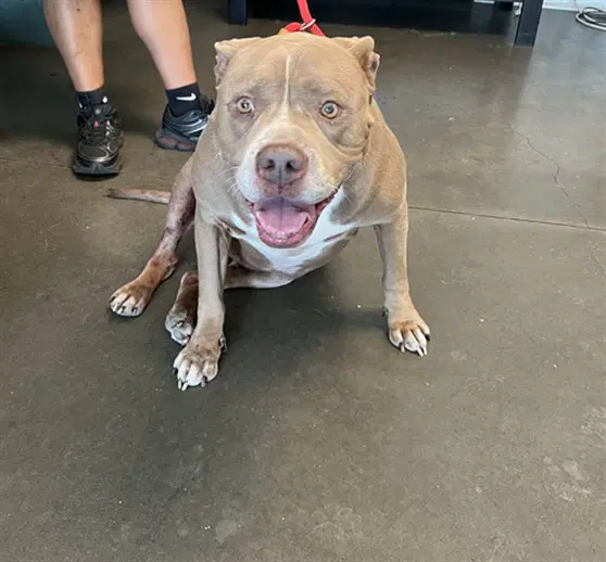 Nina - American Staffordshire Terrier