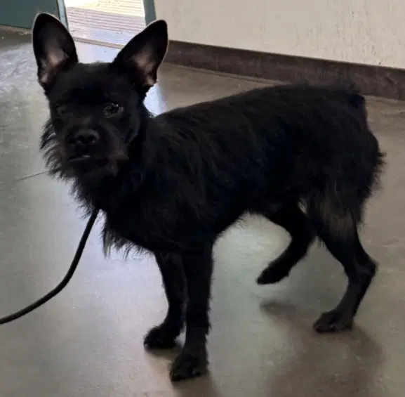 Sabbath - Scottish Terrier Scottie