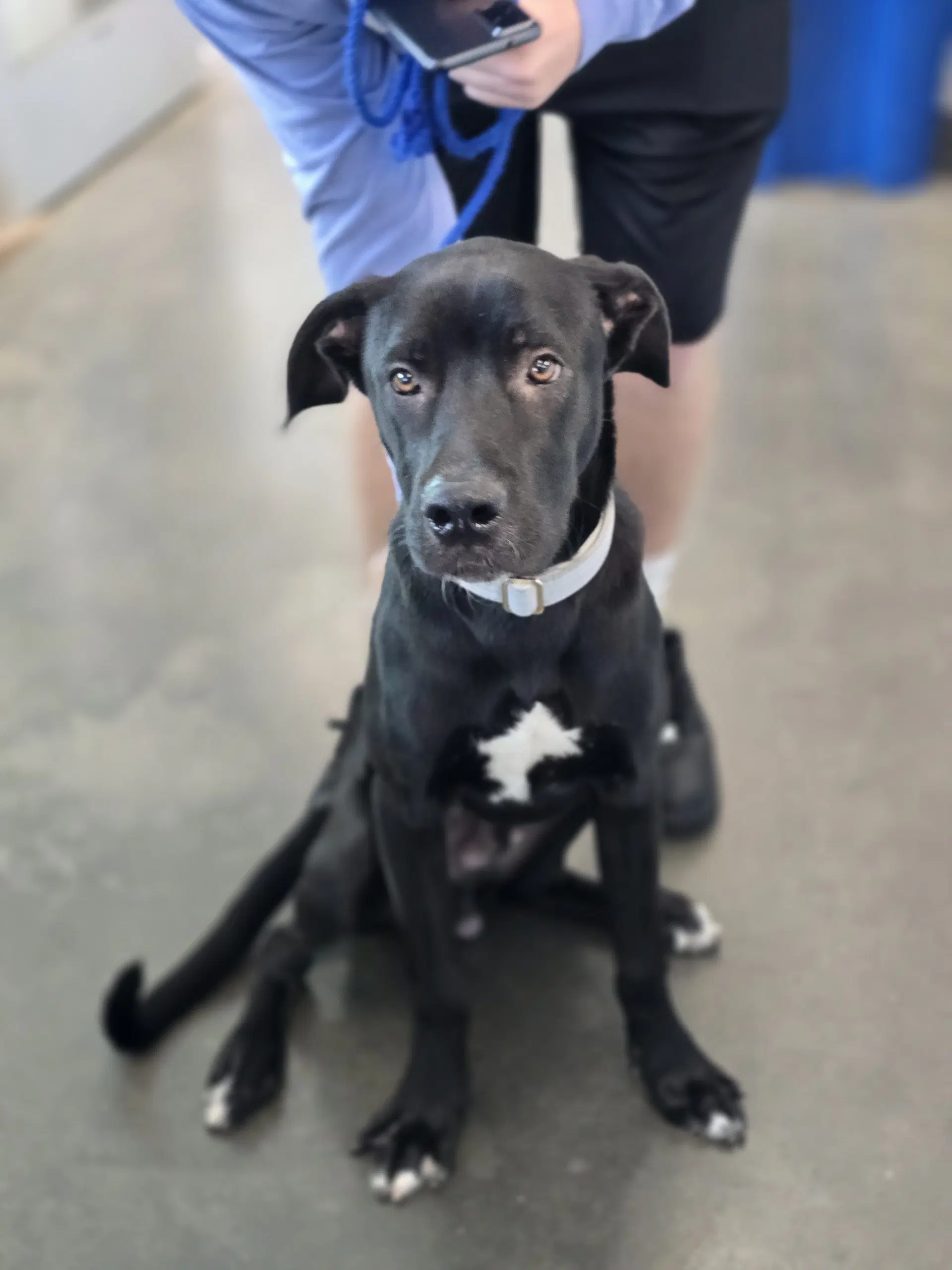Cash - Labrador Retriever