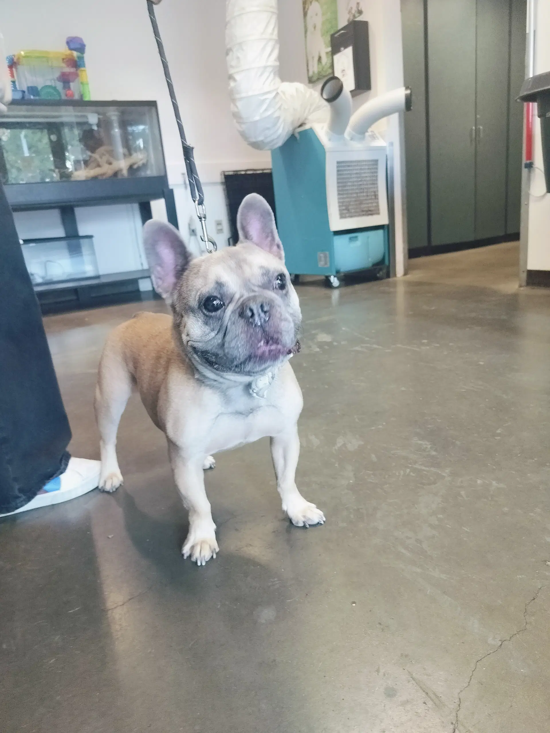 Chewbaccaca - French Bulldog
