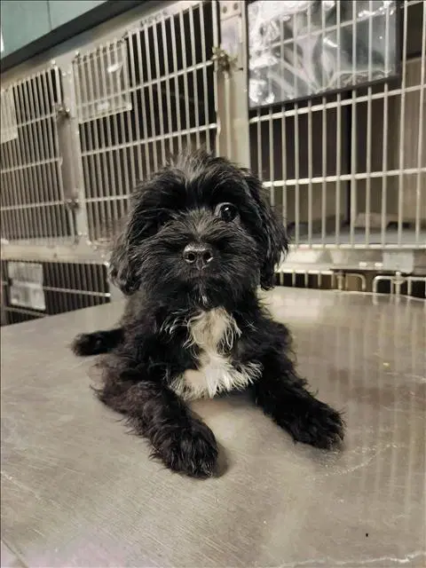 Dave - Poodle (Miniature)