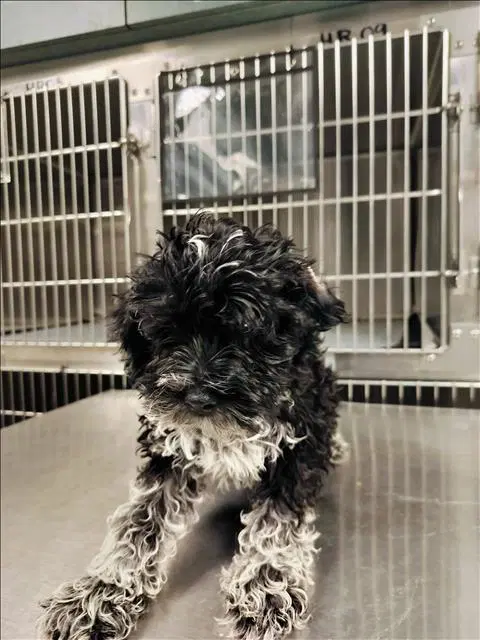 David - Poodle (Miniature)