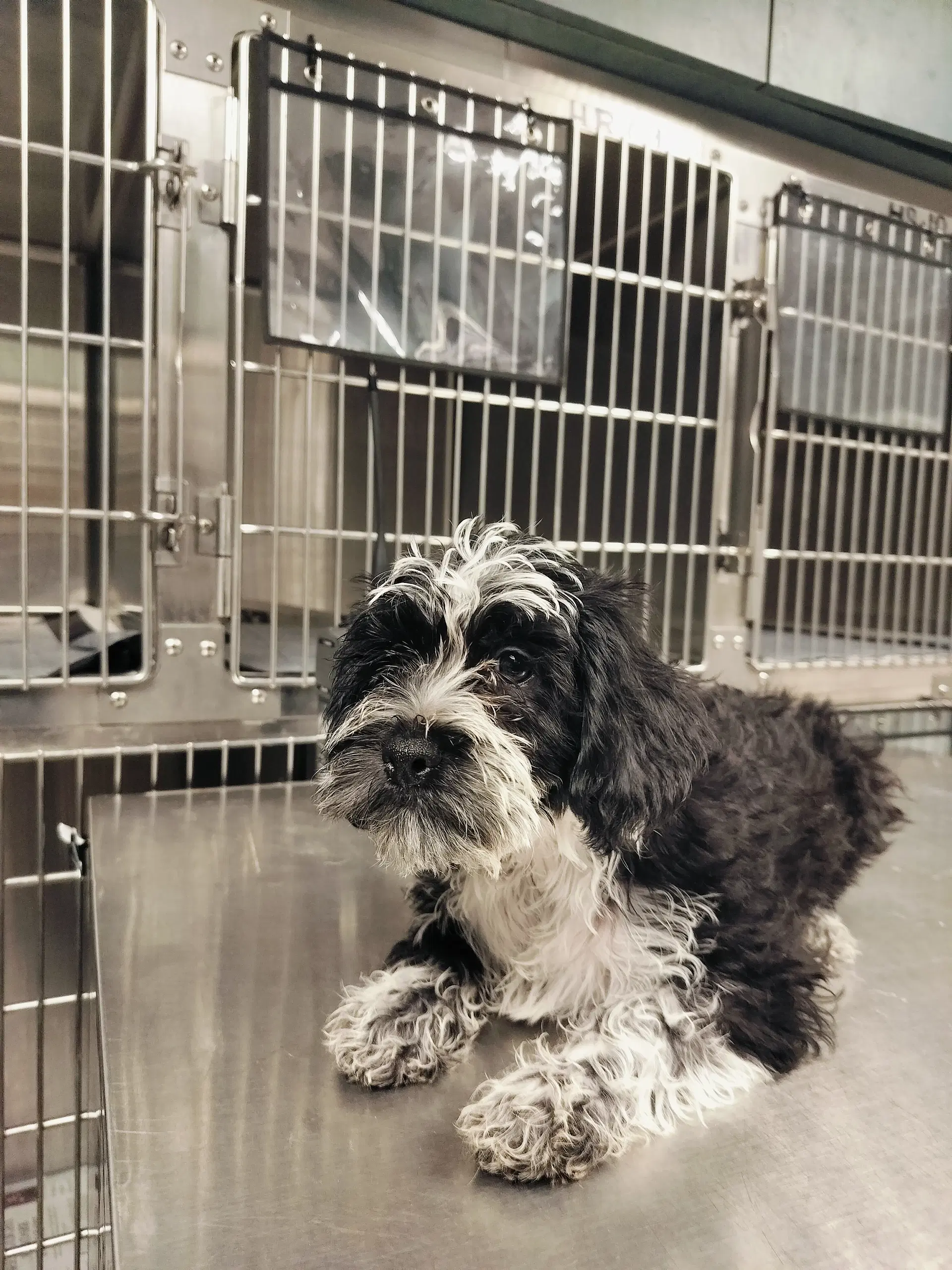 Doris - Poodle (Miniature)