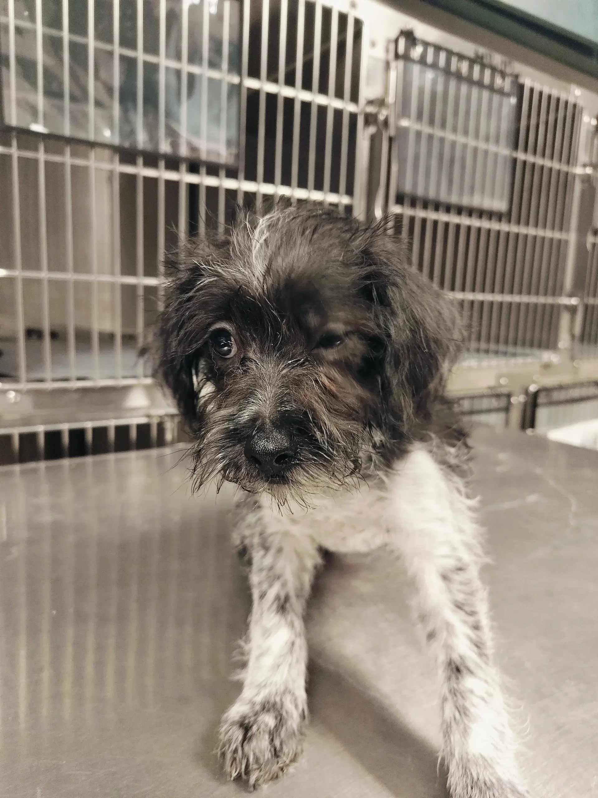 Diana - Poodle (Miniature)