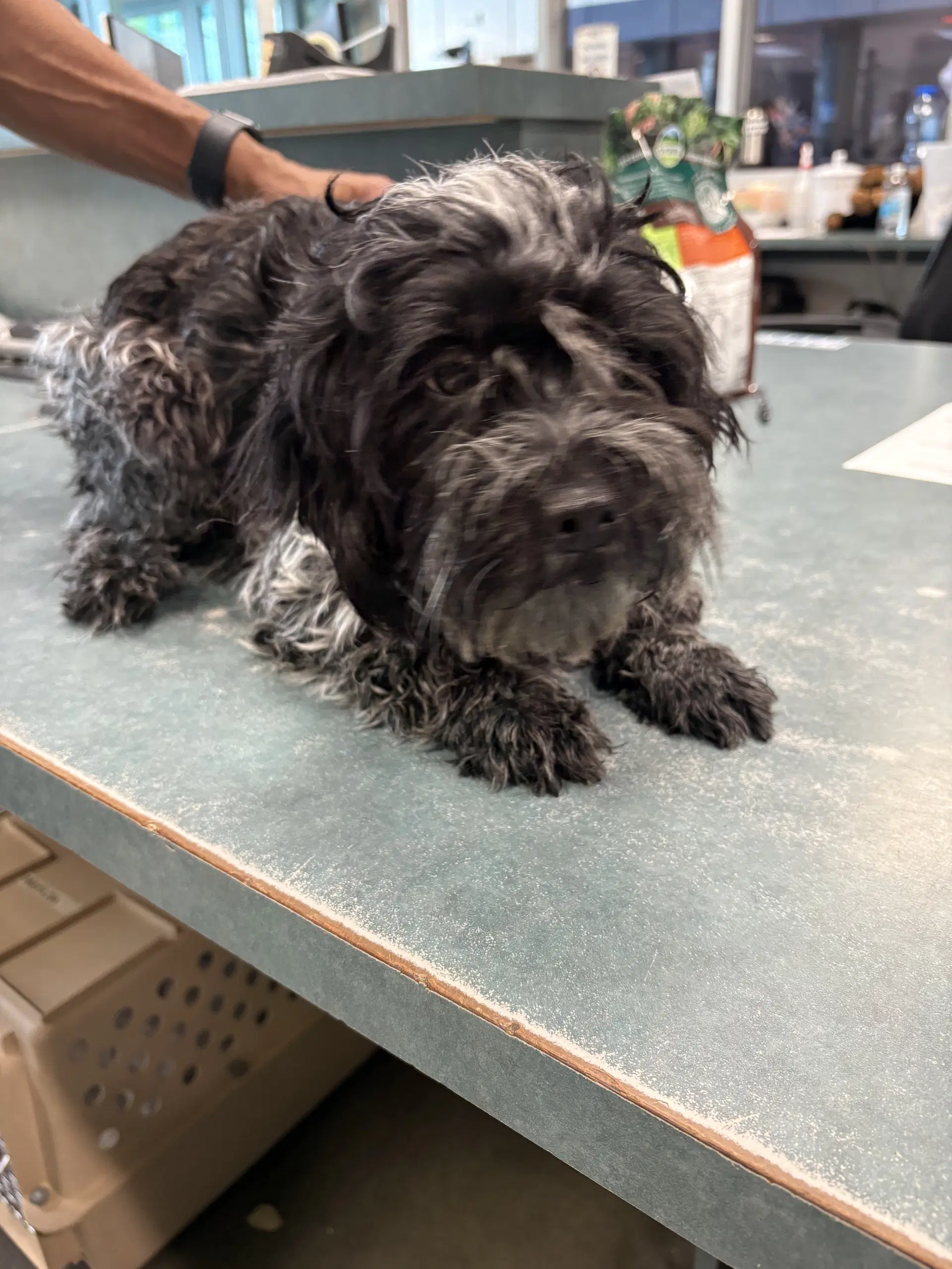 Doris - Poodle (Miniature)