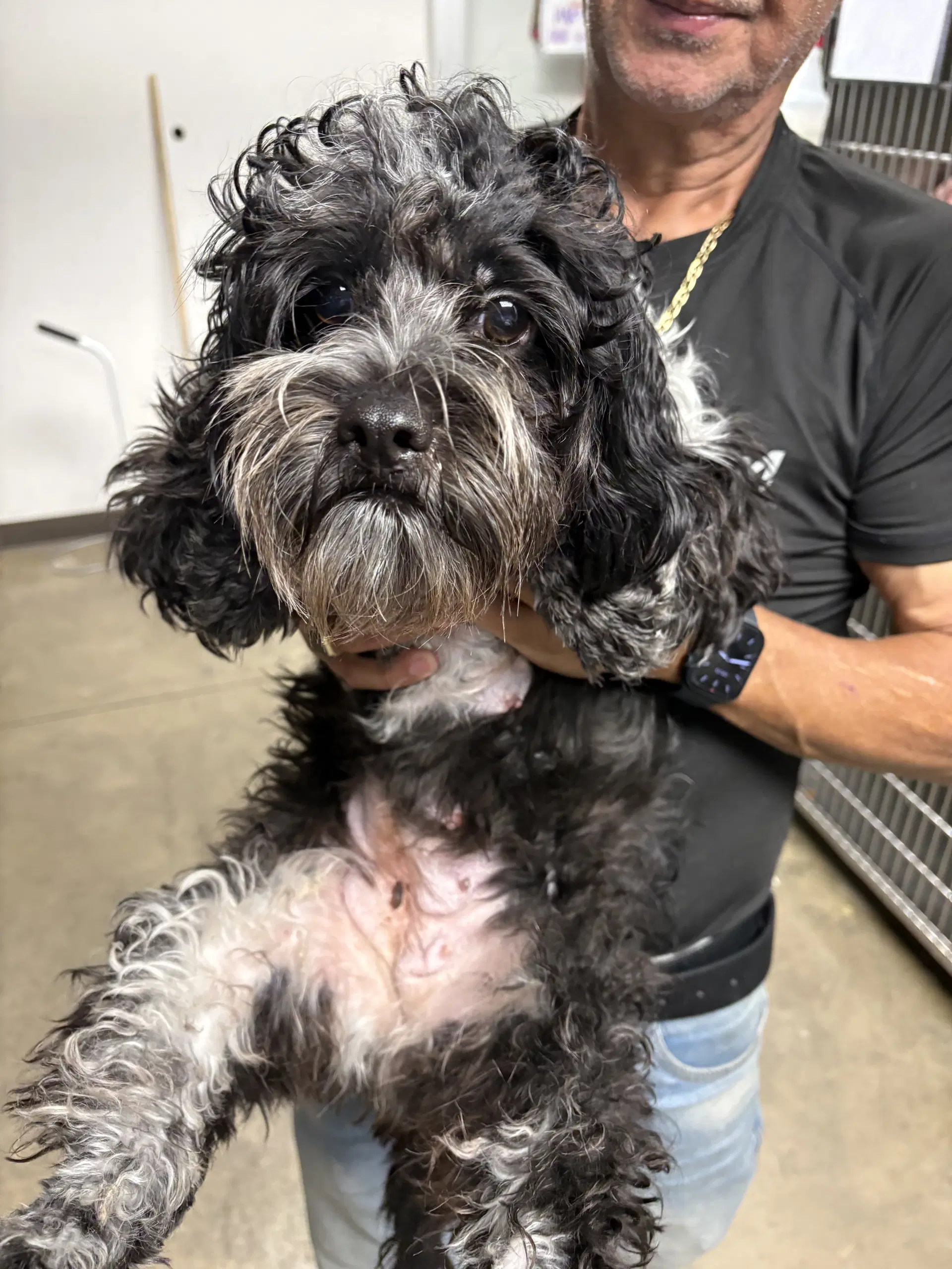 Papa Love - Poodle (Miniature)