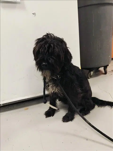 Yankee - Poodle (Miniature)