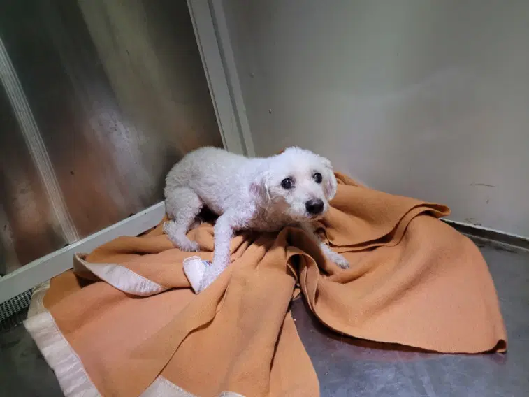 Snoopy - Poodle (Miniature)