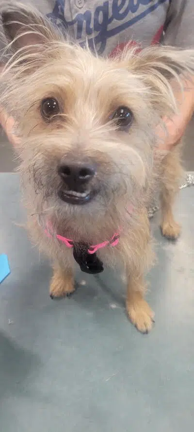 Tessie - Yorkshire Terrier Yorkie