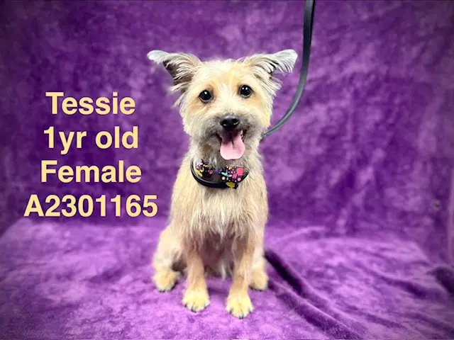 Tessie image 1