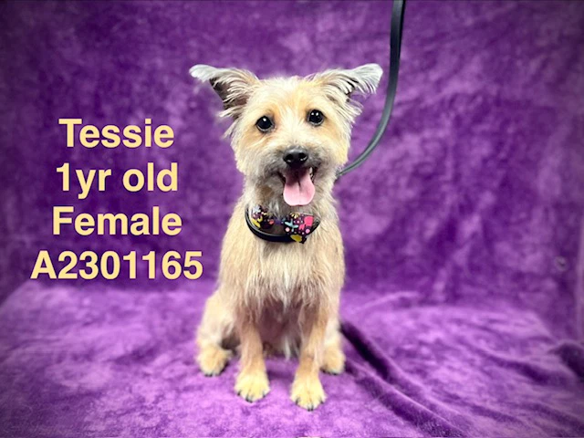 Tessie