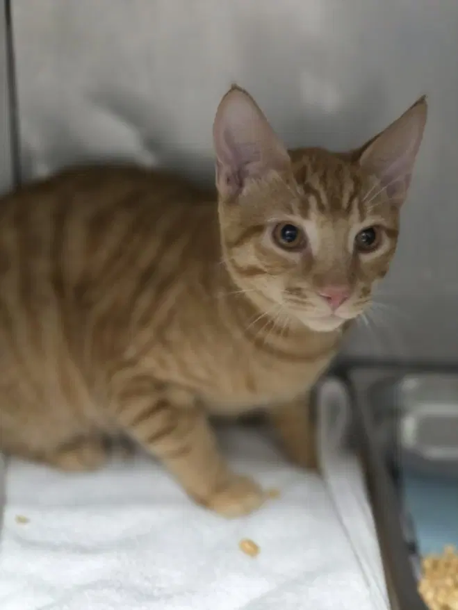 Heathcliff - Domestic Short Hair
