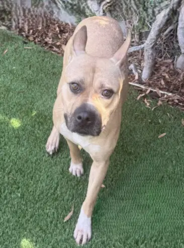Momma - Pit Bull Terrier