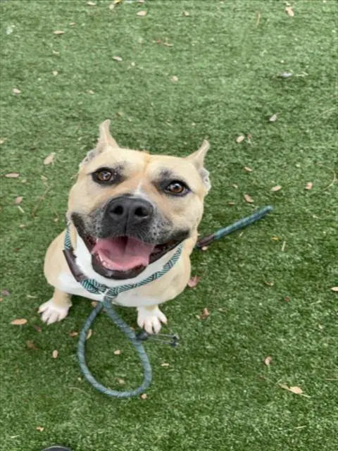 Momma - Pit Bull Terrier