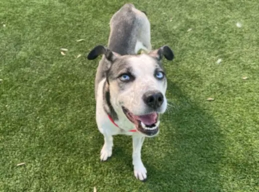 Abby - Husky