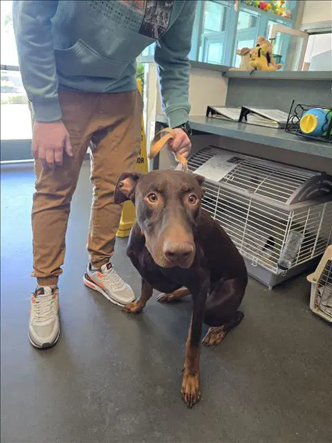 Kane - Doberman Pinscher