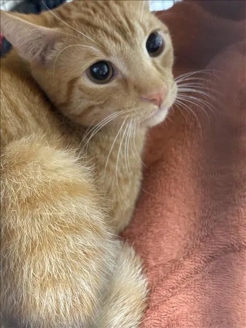 Timmy - Domestic Short Hair