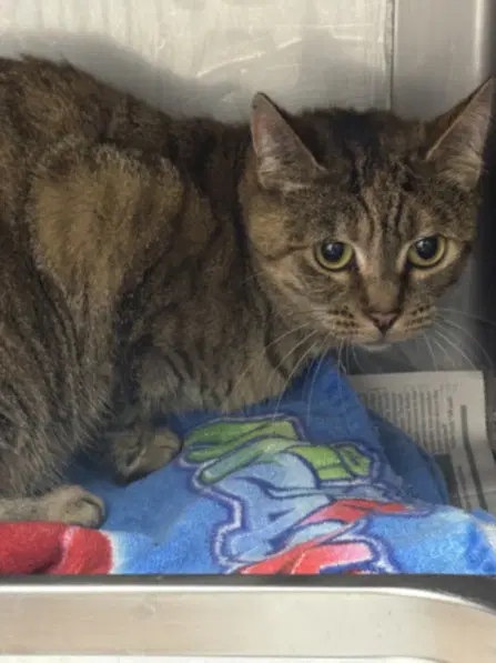 Lexi - Domestic Short Hair