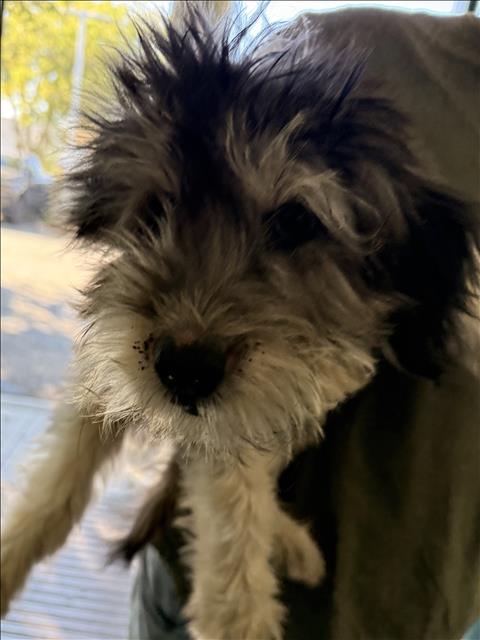 Max
