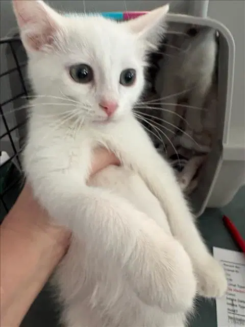 Tubby - Domestic Short Hair