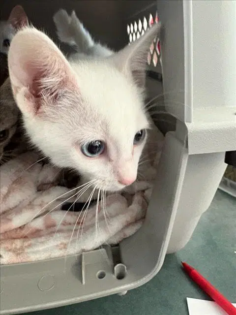 Snow - Domestic Short Hair