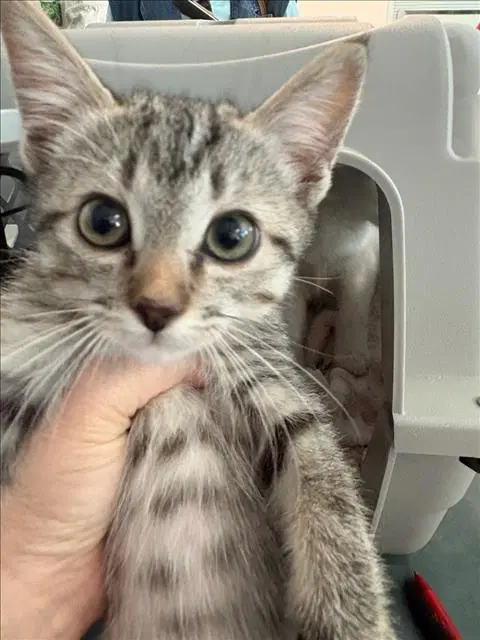 Moon - Domestic Short Hair