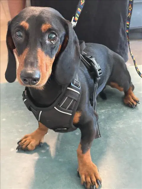 Gizmo - Dachshund
