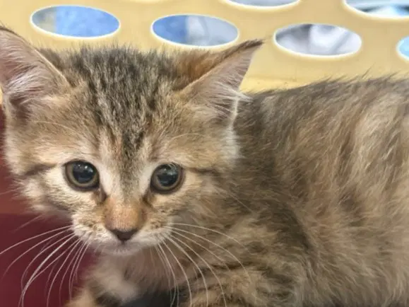 Isabella - Domestic Short Hair