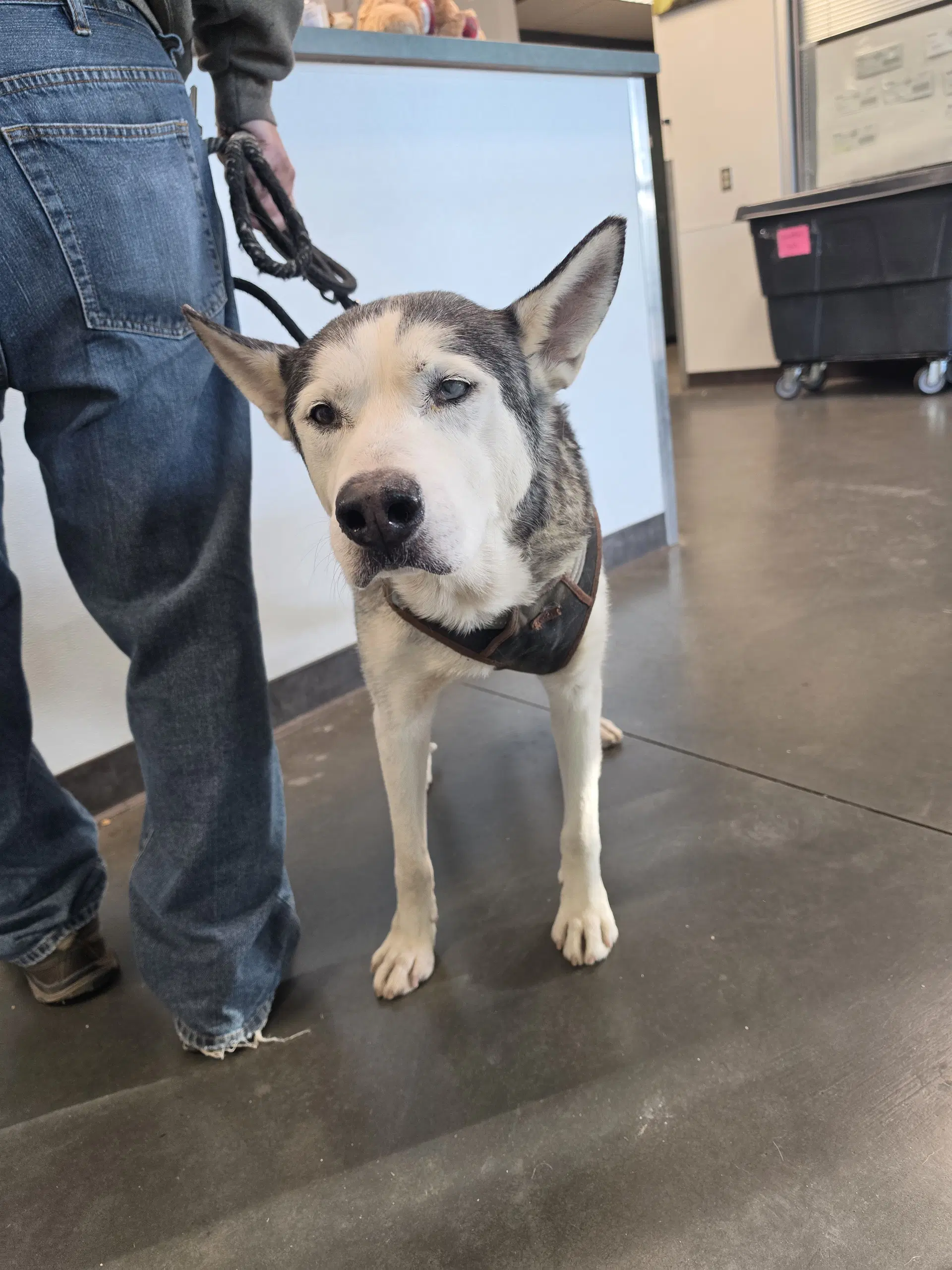 Bruno - Siberian Husky