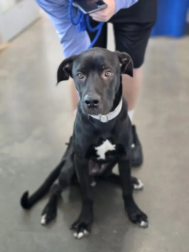 Cash - Labrador Retriever