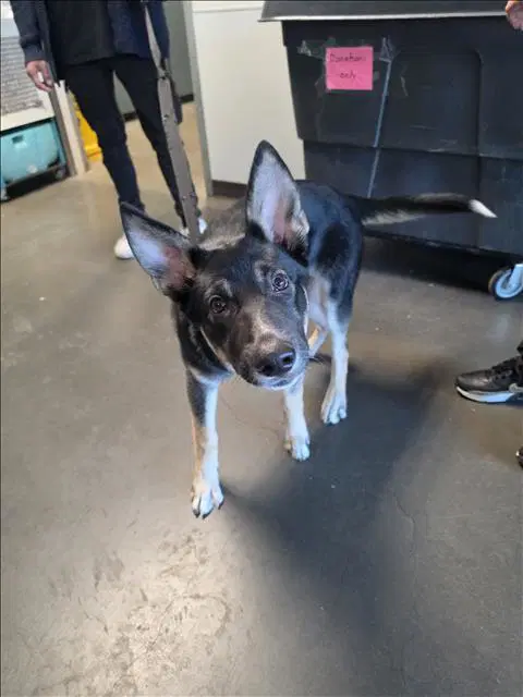 Ace - German Shepherd Dog