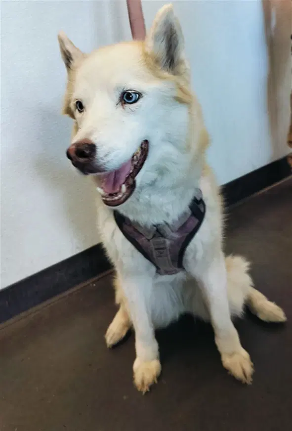 Lola - Siberian Husky