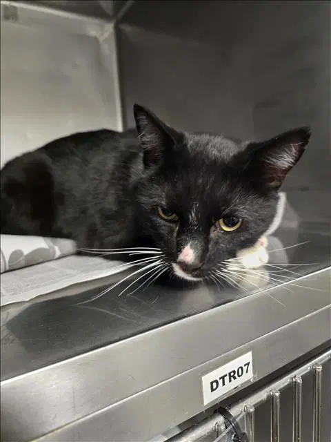 Sylvester image 1
