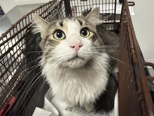 Ernie - Domestic Long Hair