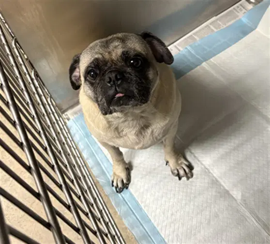 Rex - Pug