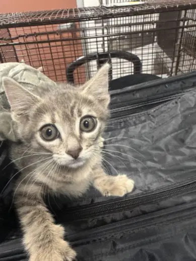 Vea - Domestic Medium Hair