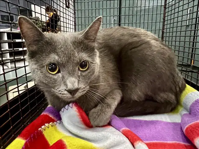 Estrella - Russian Blue