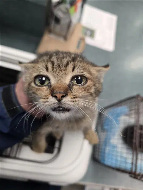 Mynie - Domestic Short Hair