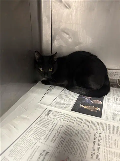 Dudu - Domestic Short Hair