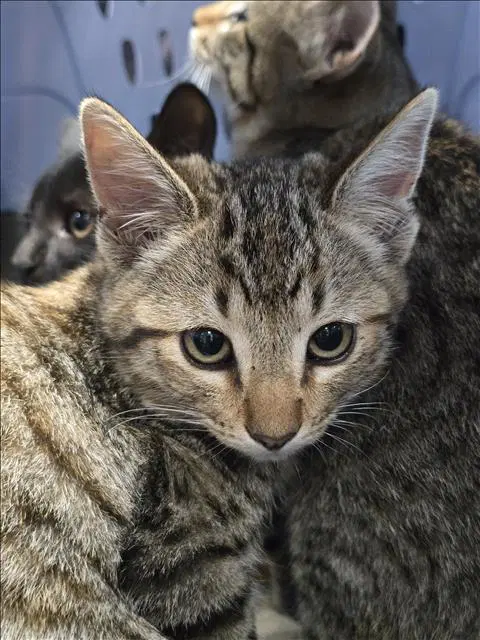 Kalina - Domestic Short Hair