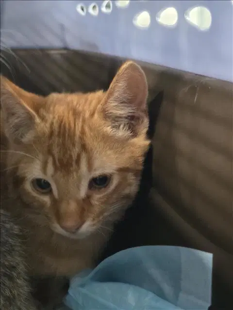 Maddox - Domestic Short Hair