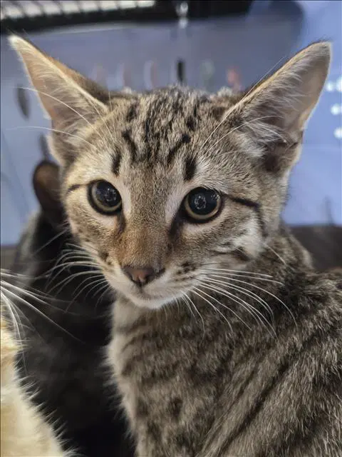 Duncan - Domestic Short Hair