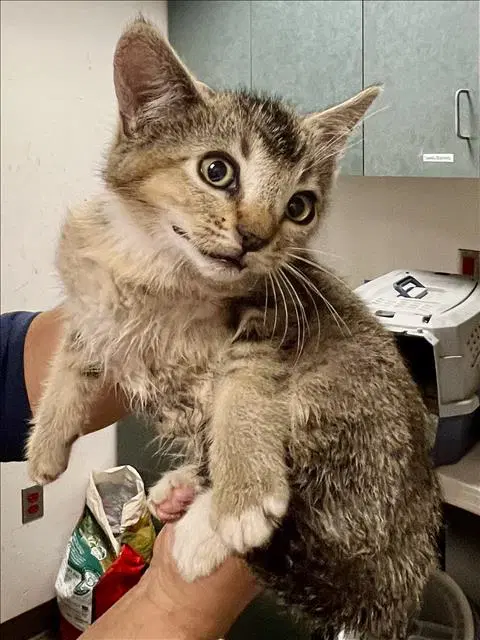 Guppy - Domestic Short Hair