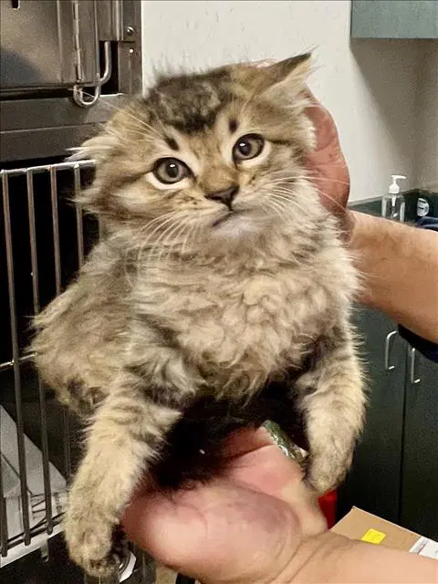 Pumpkin - Domestic Short Hair